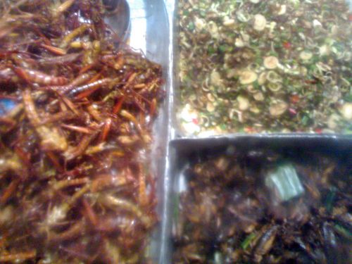 Starship Troopers Eat Your Hearts Out